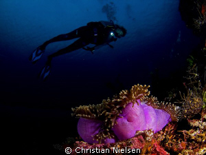 Colourfull Anemone and diver (my wife).
Photo shot late ... by Christian Nielsen 